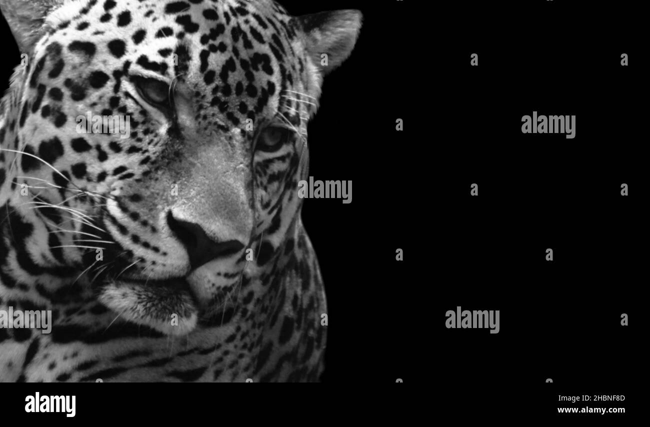 Dangerous Black And White Leopard Closeup Face In The Dark Background Stock Photo