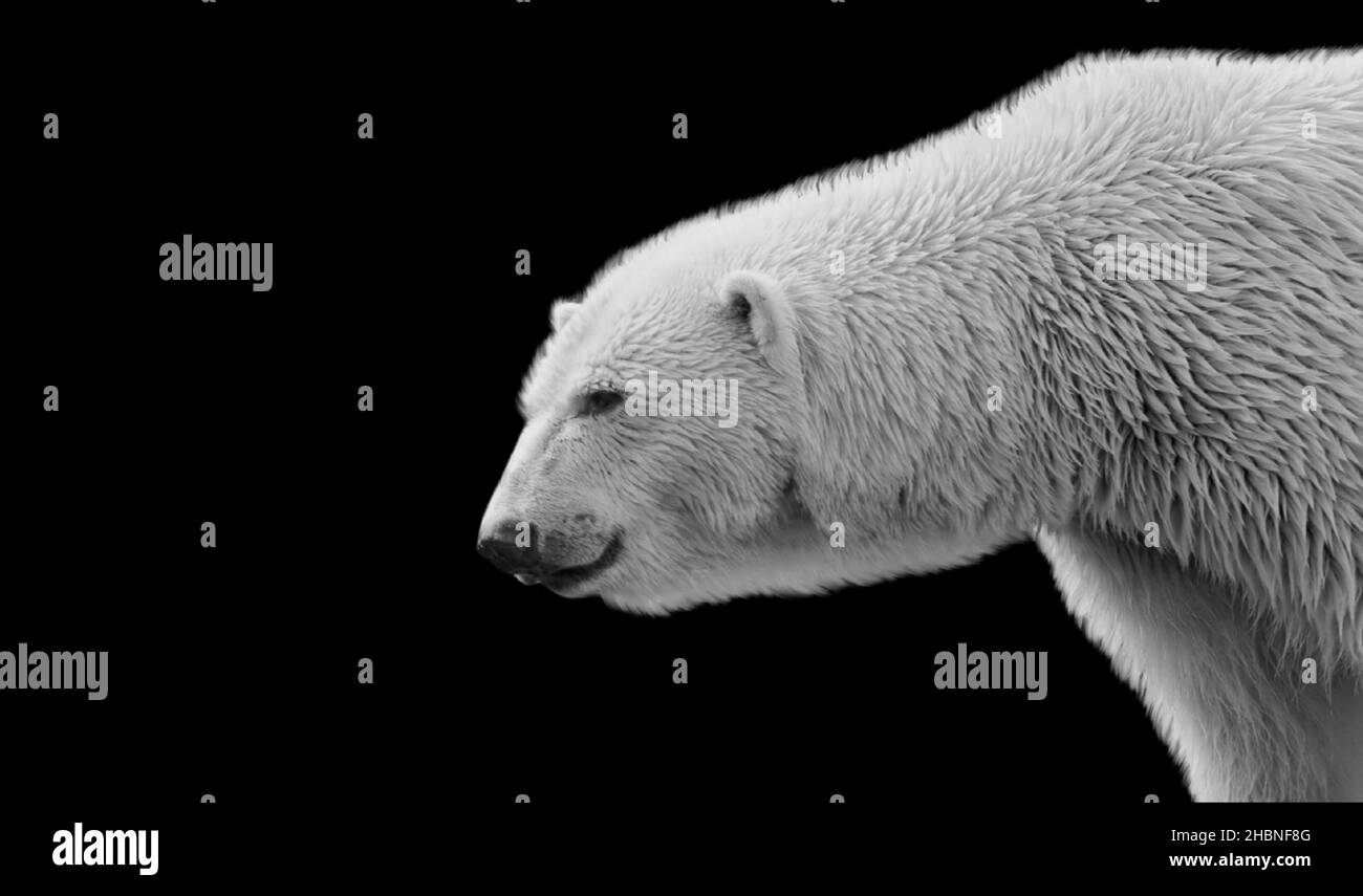White Polar Bear Portrait Face On The Black Background Stock Photo