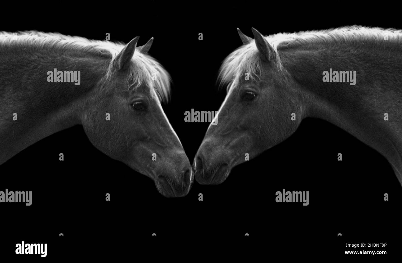 Beautiful Couple Horse Closeup In The Black Background Stock Photo