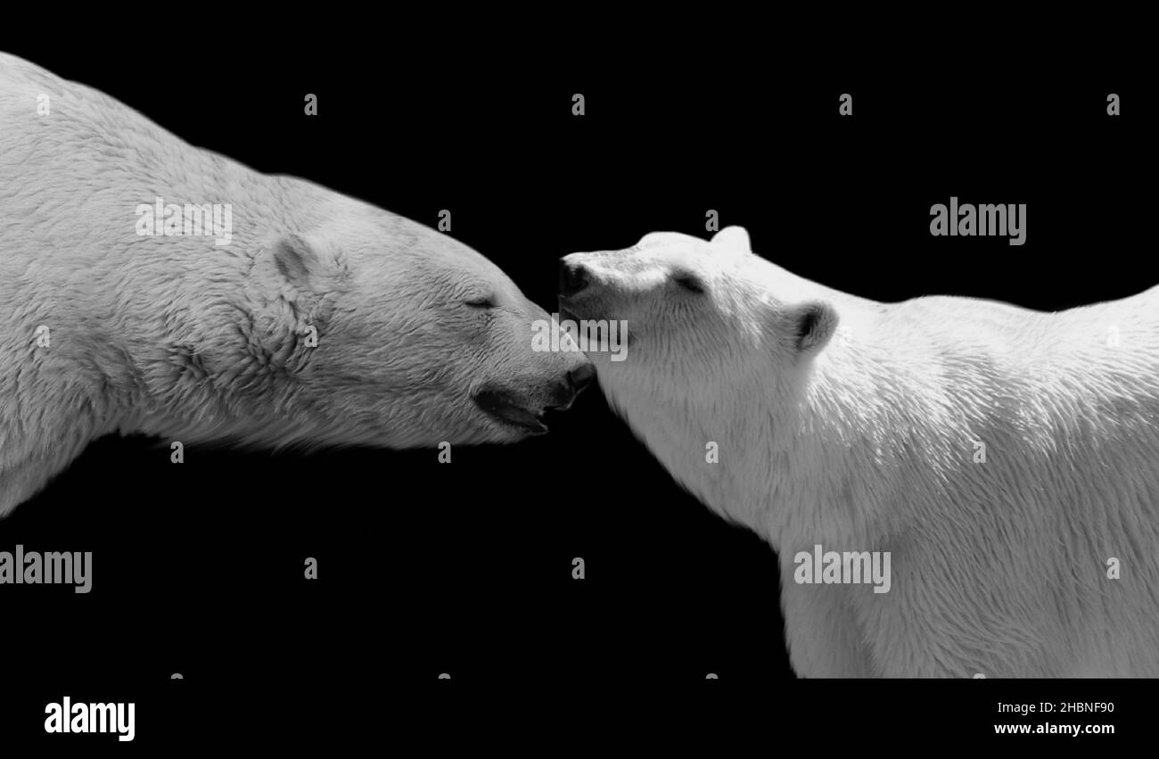 Beautiful Couple Polar Bear Love With Each Other Stock Photo