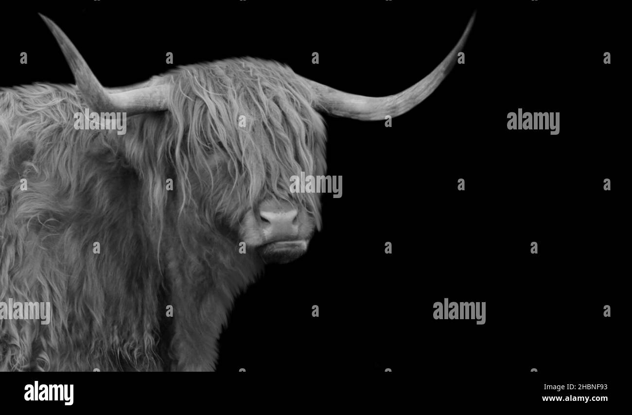 Big Horn Highland Cattle Portrait In The Black Background Stock Photo
