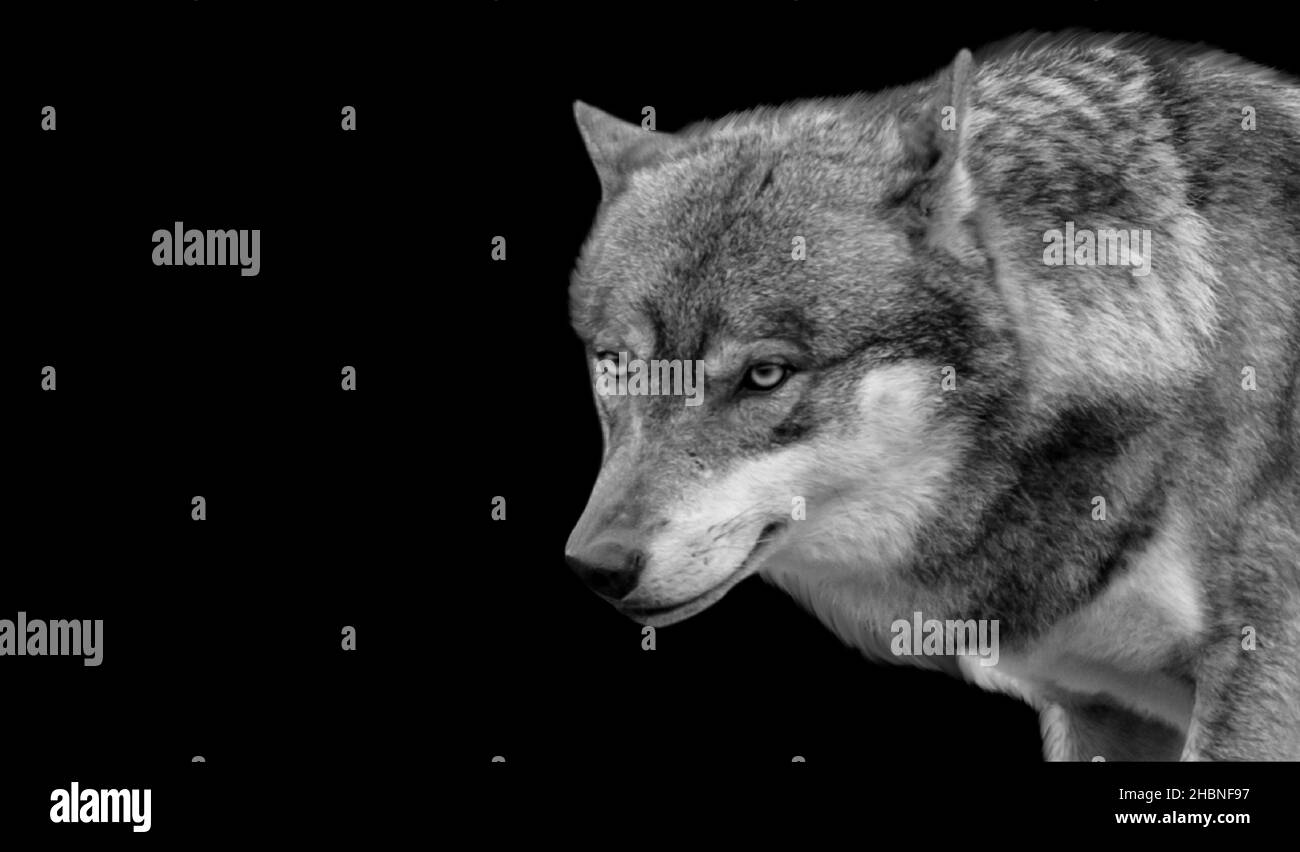 Black And White Wolf Aggressive Face On The Black Background Stock Photo