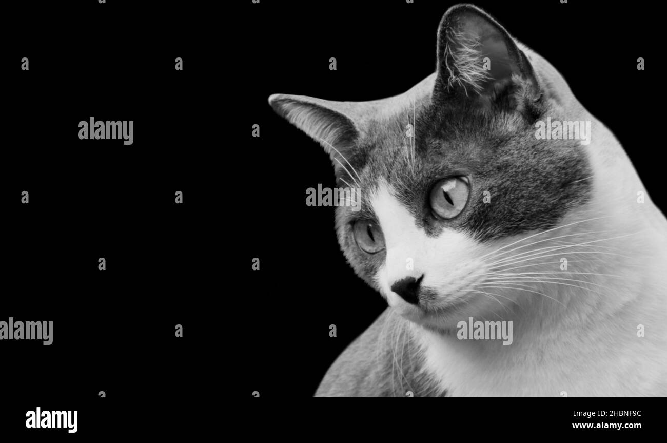 Cute Black And White Cat Face In The Dark Background Stock Photo