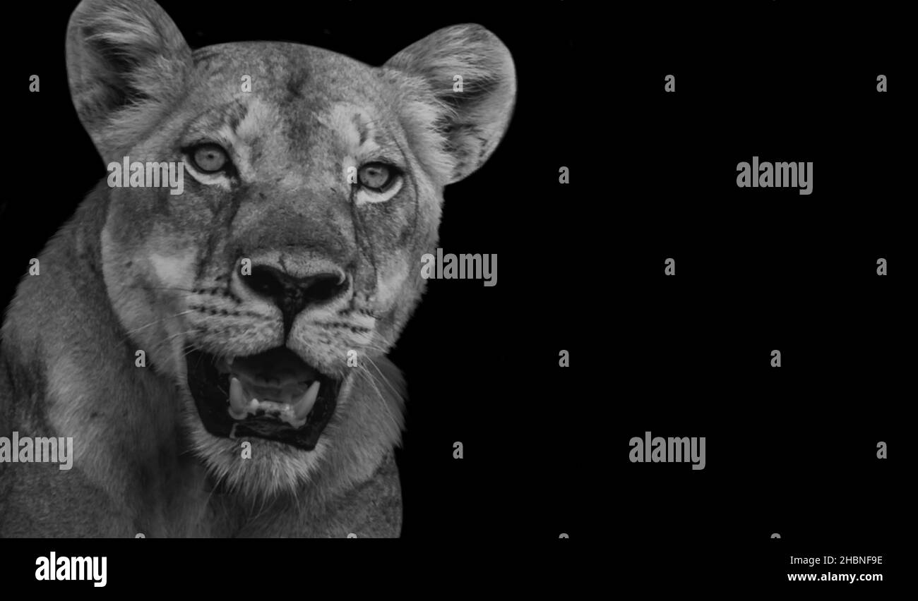 Dangerous Female Lion Roaring In The Black Background Stock Photo Alamy