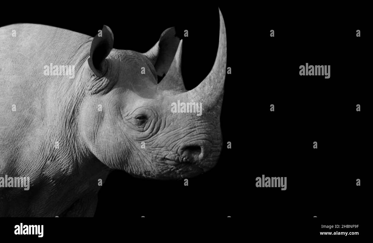 Long Horn Rhino Closeup On The Dark Background Stock Photo