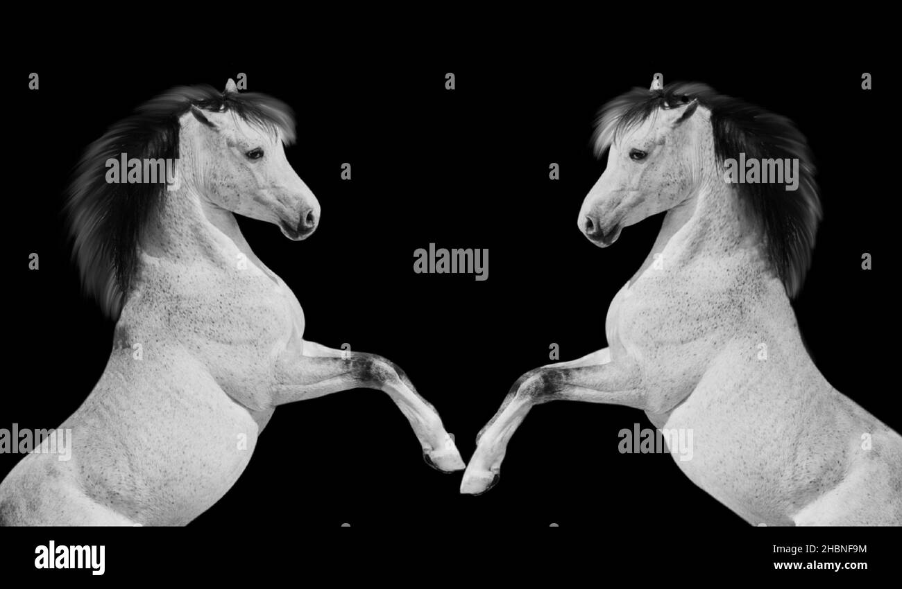 Two White Horse Jumping On The Black Background Stock Photo