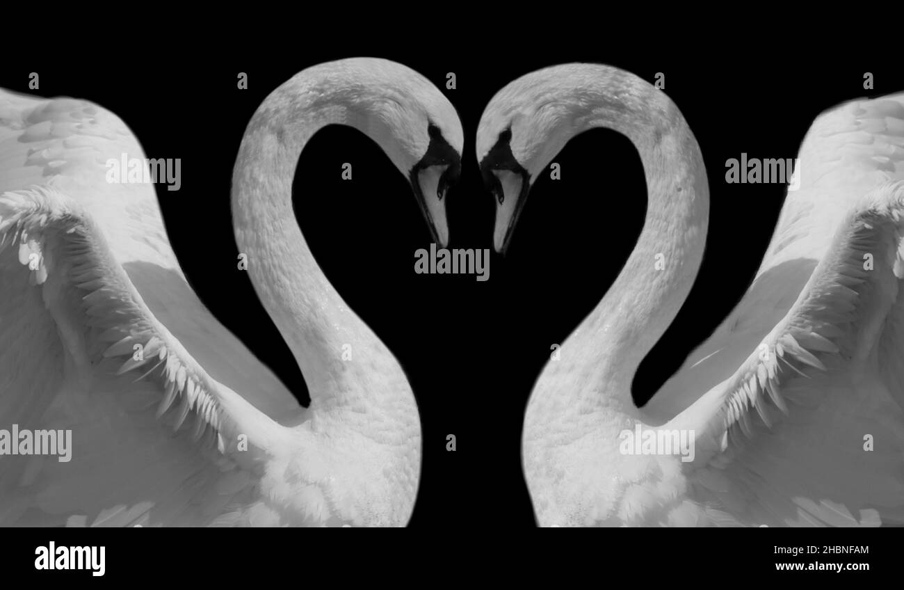 Two Couple Swan Making Heart On The Dark Background Stock Photo