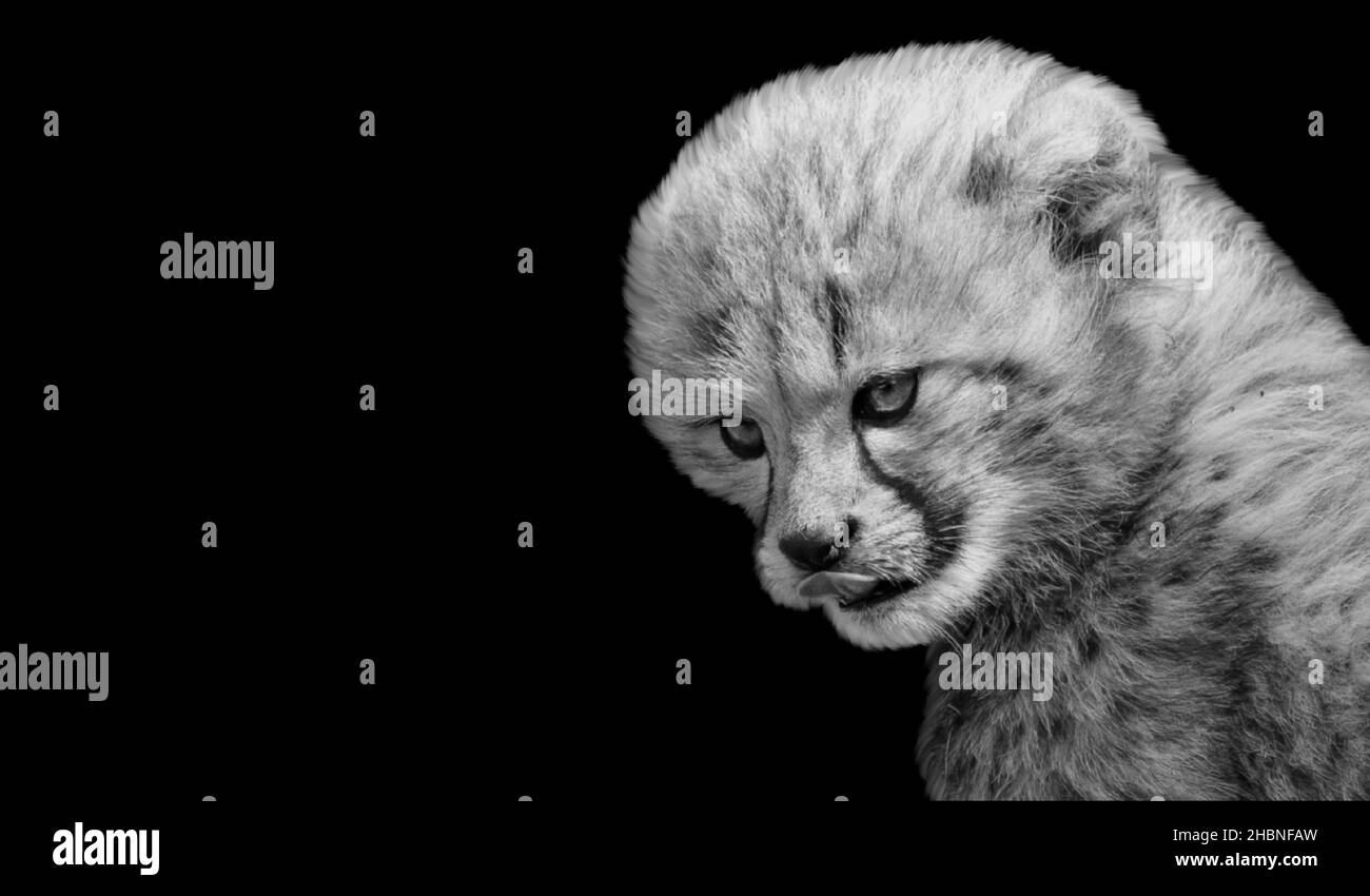 Angry Cheetah Cub Face On The Black Background Stock Photo