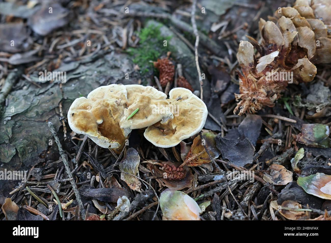 Pelloporus tomentosus, known as Velvet Rosette, wild polypore fungus from Finland Stock Photo