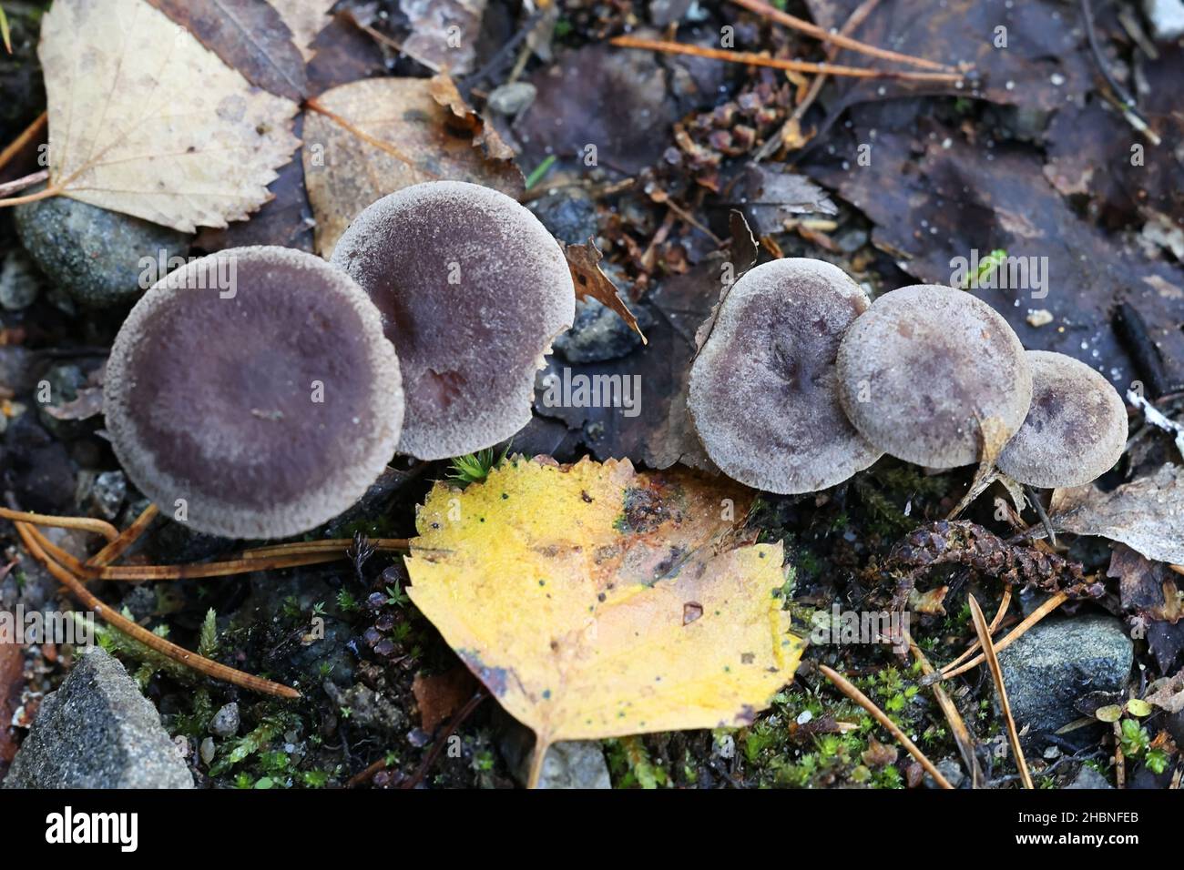 Lactarius mammosus, known as pap milkcap, wild mushroom from Finland Stock Photo