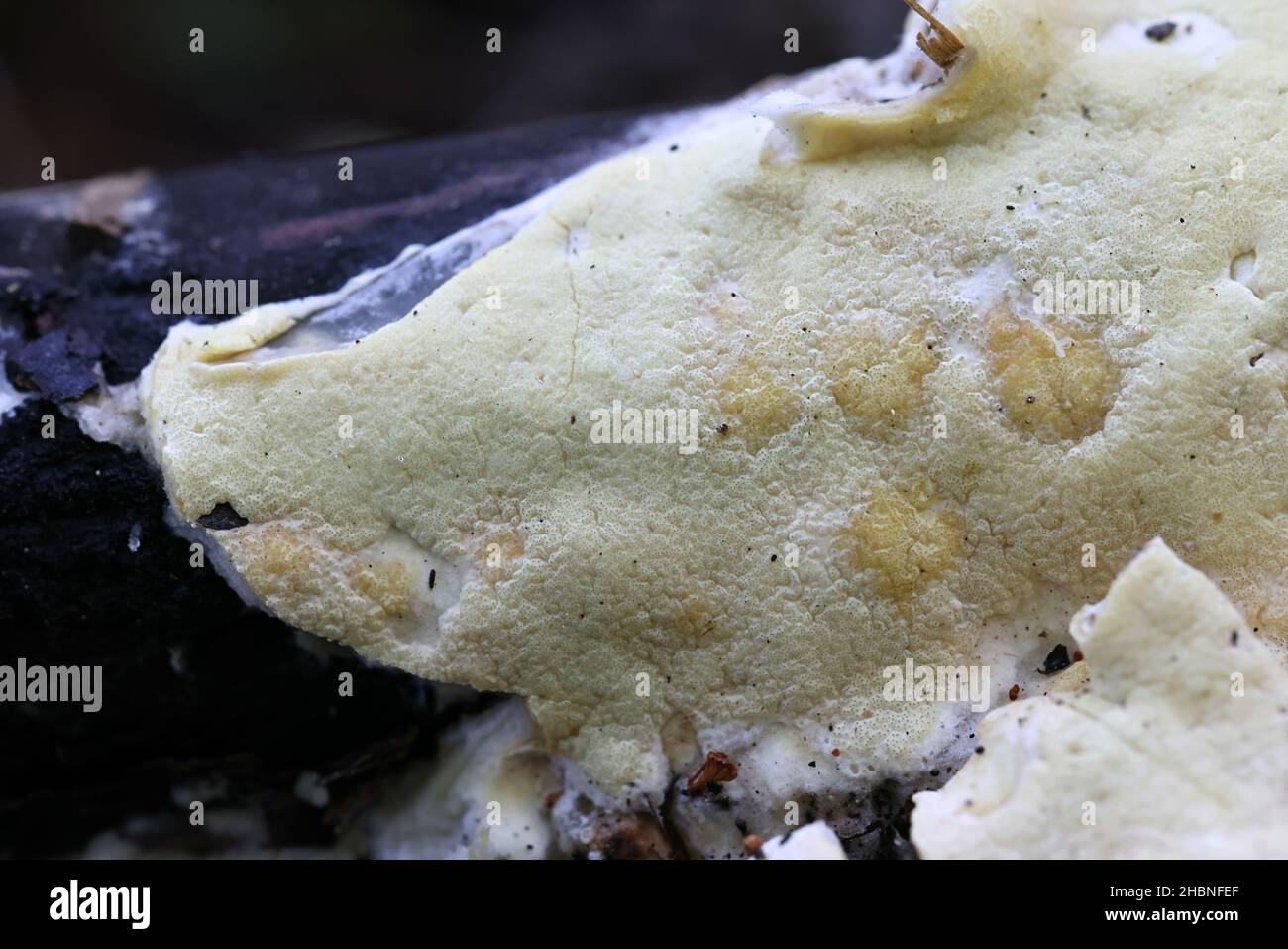 Trichoderma citrinum, also called Hypocrea citrina, wild fungus from Finland with no common English name Stock Photo
