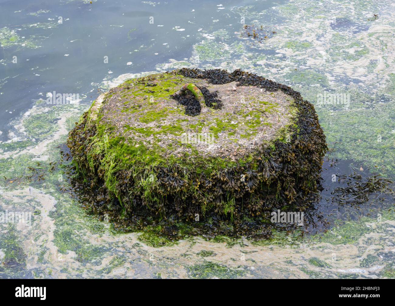 Concrete boat mooring or sinker or buoy attachment concrete block, shown exposed by low tide, covered with debris and seaweed, in the UK. Stock Photo