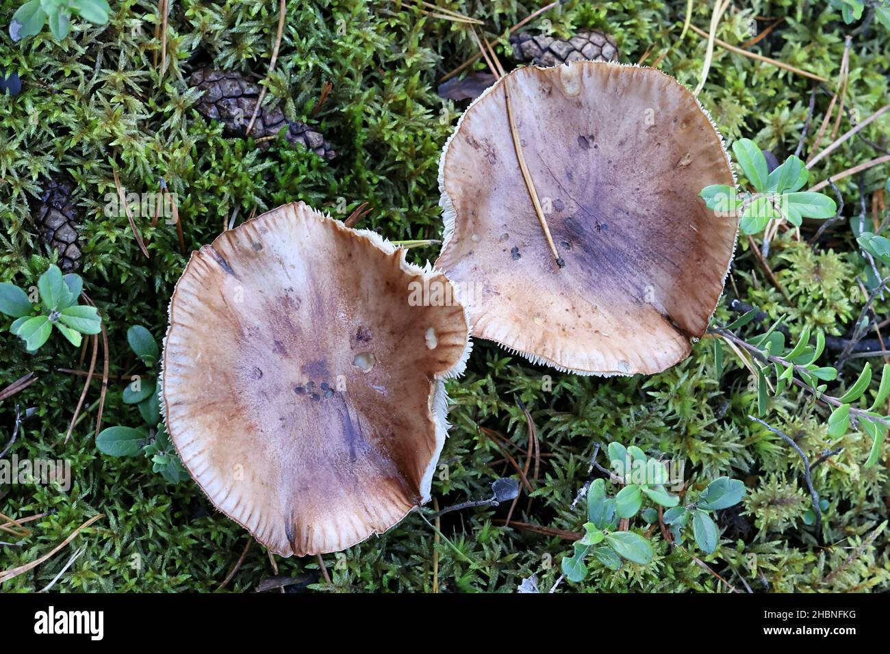 Tricholoma stans, known as Upright Knight, wild mushroom from Finland Stock Photo