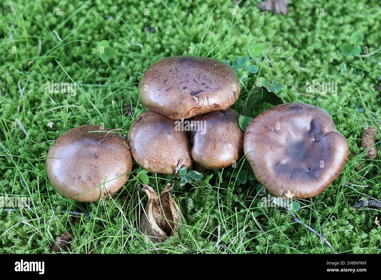 Tricholoma albobrunneum, a knight mushroom from Finland with no common English name Stock Photo