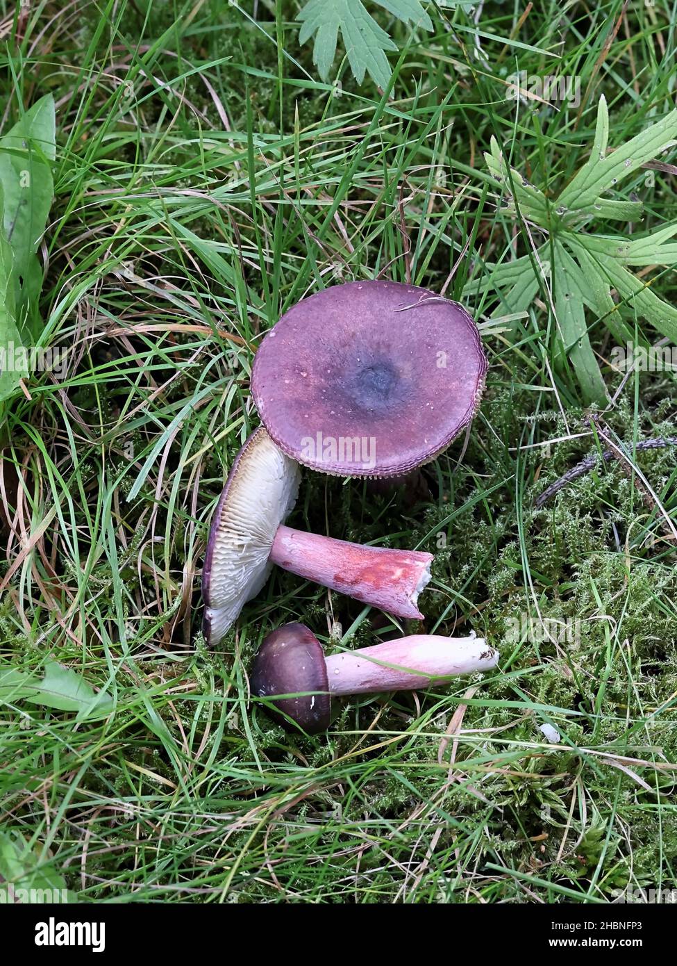 Russula xerampelina, commonly known as the crab brittlegill or the