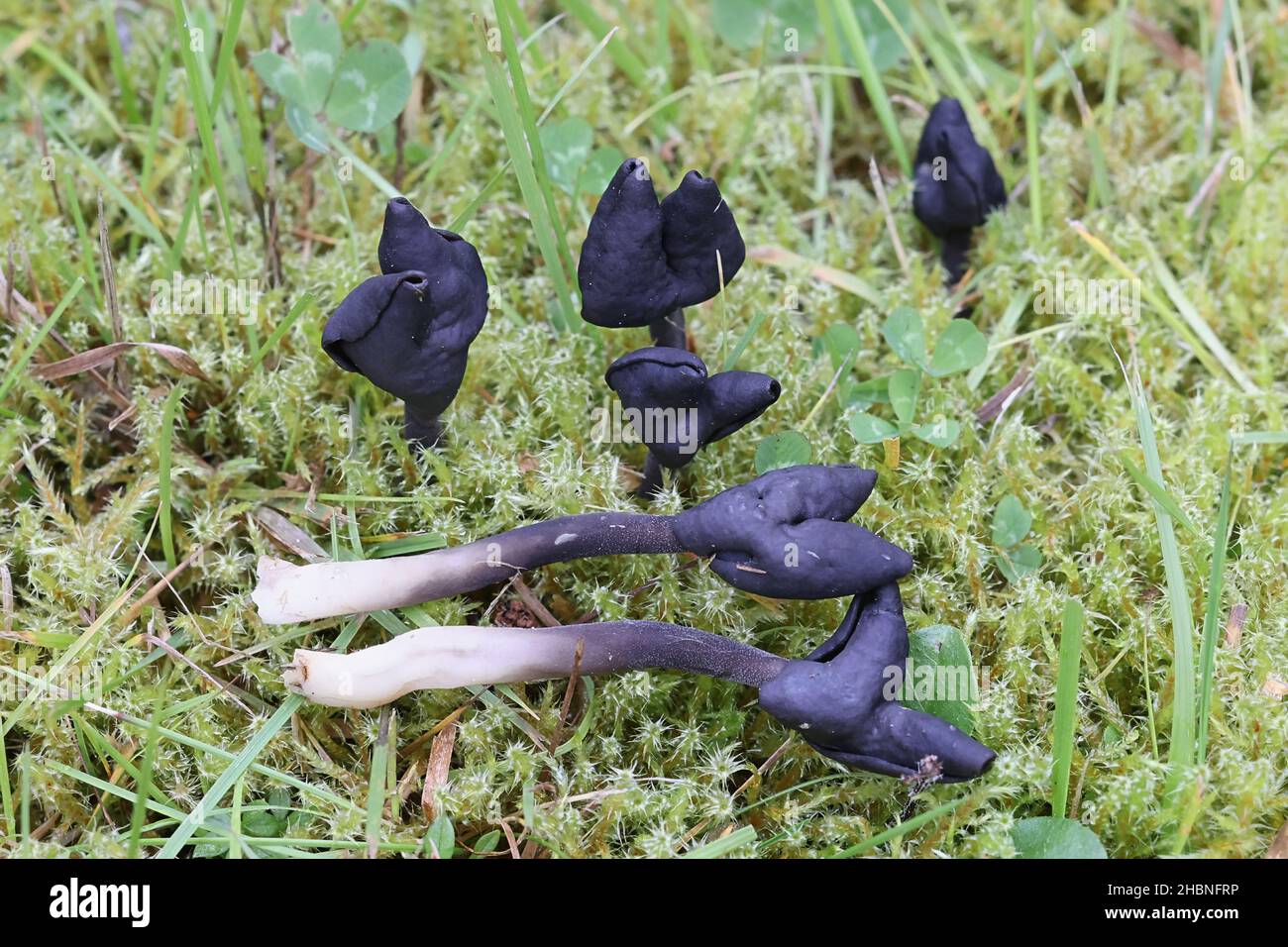 Helvella fallax, previously called Helvella atra, a saddle fungus from Finland with no common English name Stock Photo