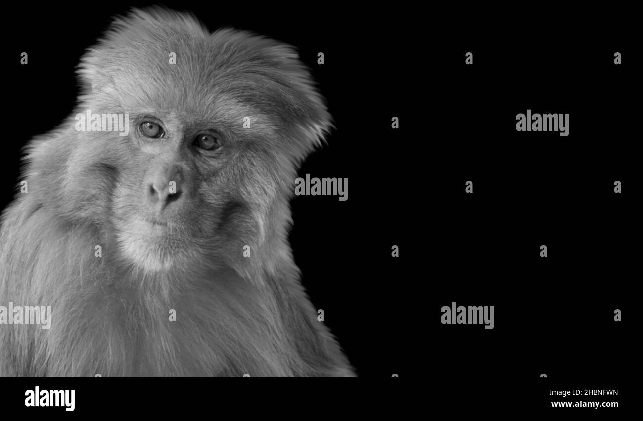 Beautiful Black And White Monkey Closeup In The Black Background Stock Photo