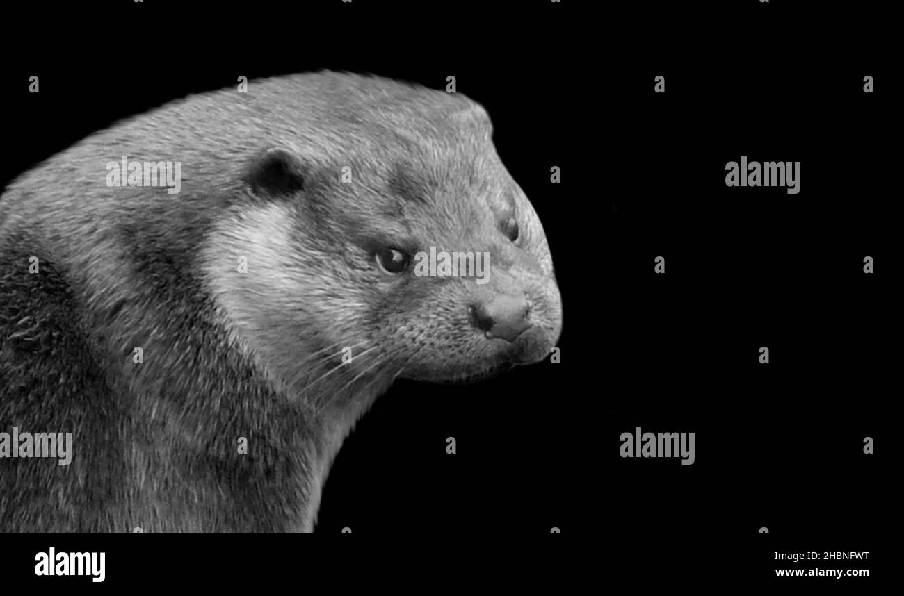 Angry Black And White Otter Closeup In The Black Background Stock Photo