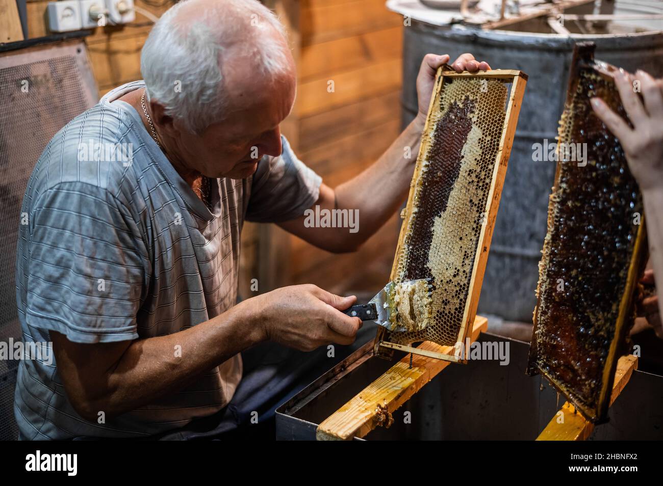 Beekeeper uncapping honey cells on the frames with a uncapping comb Stock Photo