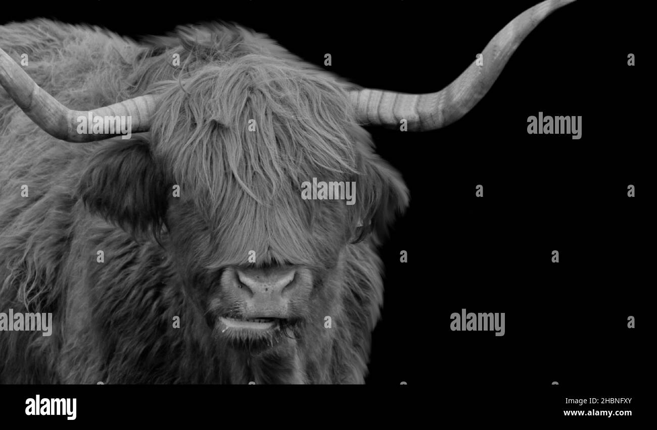 Big Horn Highland Cattle Portrait In The Black Background Stock Photo