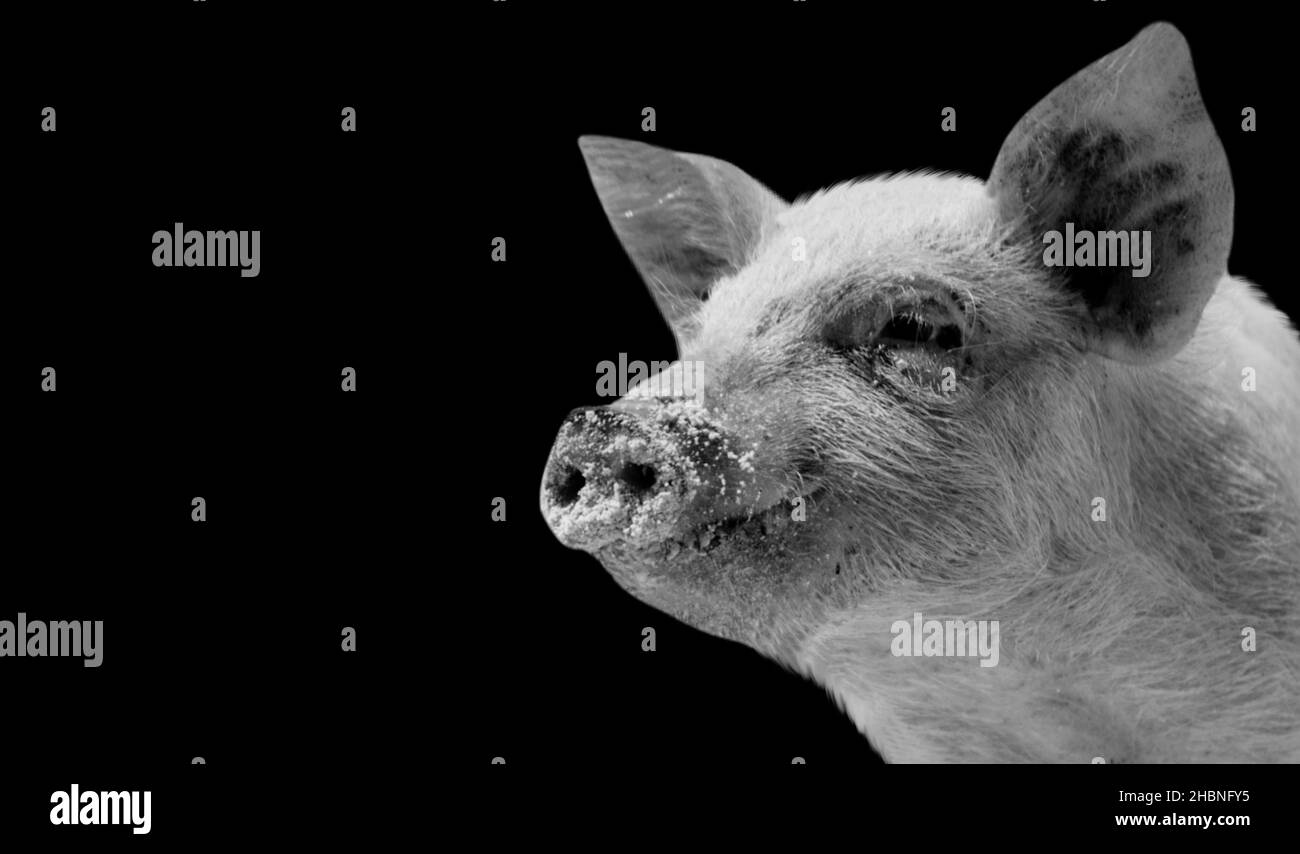 Cute Little Pig Closeup Face In The Dark Background Stock Photo