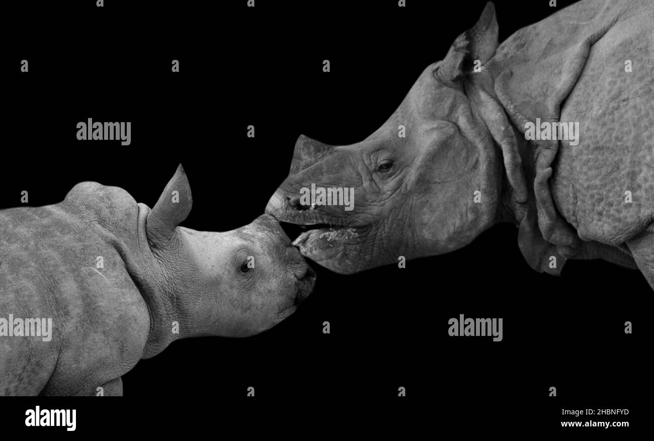 Mother And Baby Rhino Face On The Black Background Stock Photo