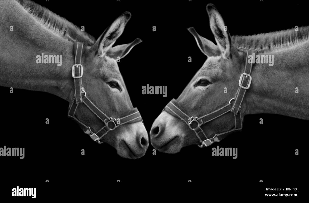 Two Couple Donkey Close Together In The Black Background Stock Photo