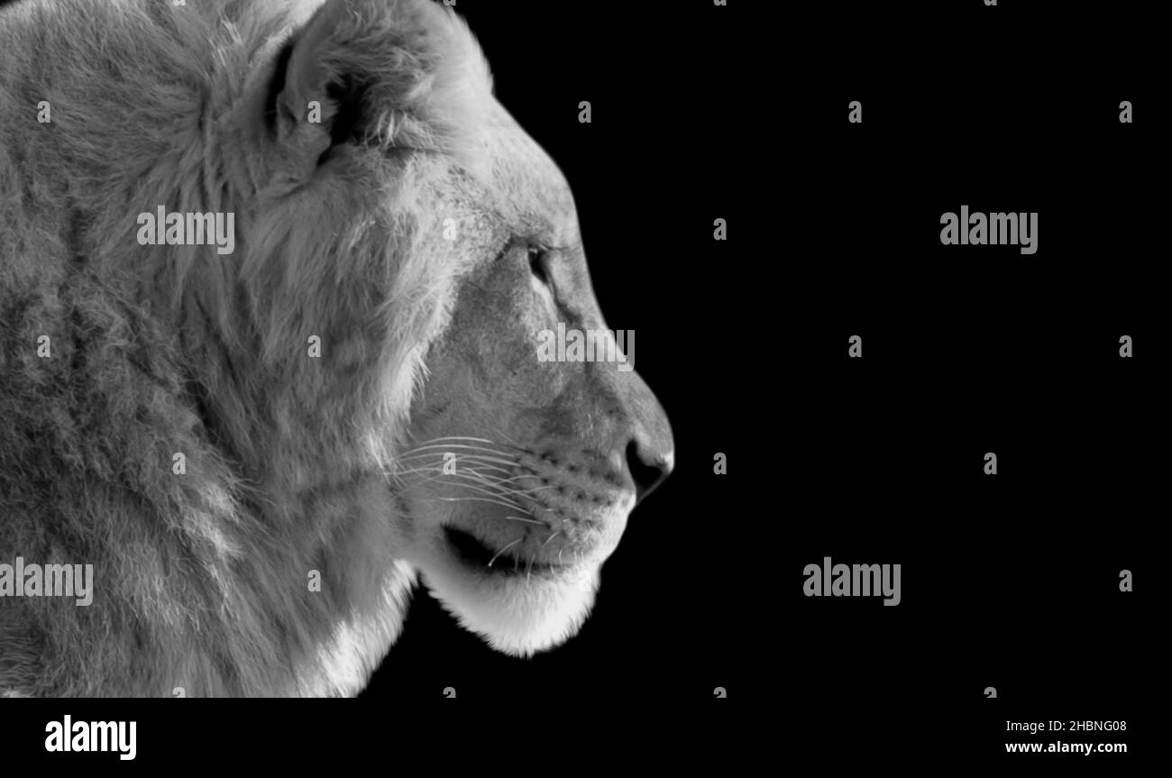 Lion Closeup In The Dark Background Stock Photo