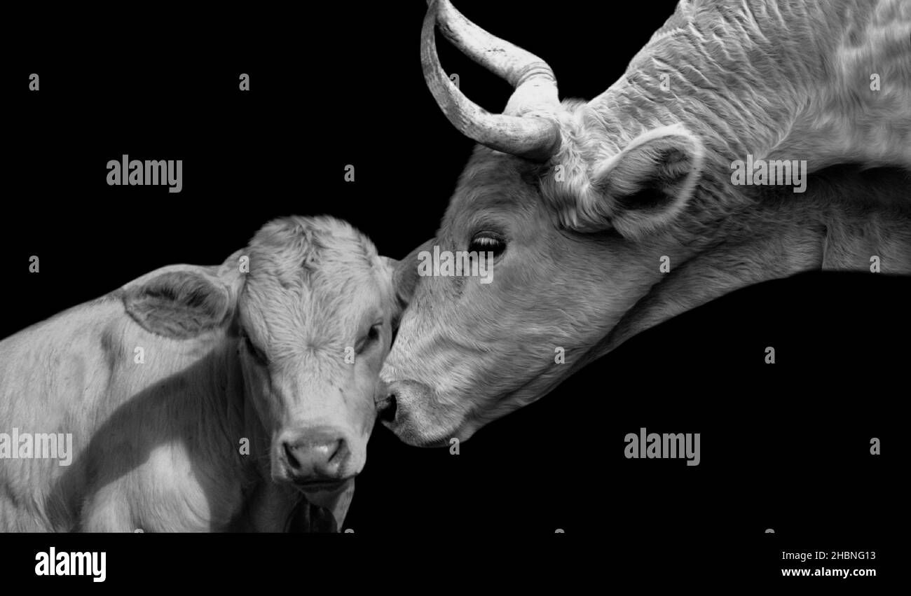 Black And White Mother Cow Playing With Her Baby Cow In The Black Background Stock Photo
