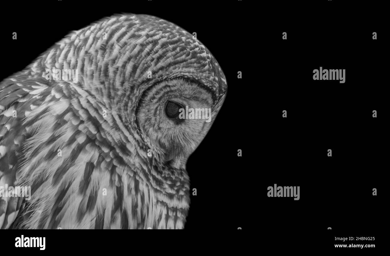 Black and white owl hi-res stock photography and images - Alamy