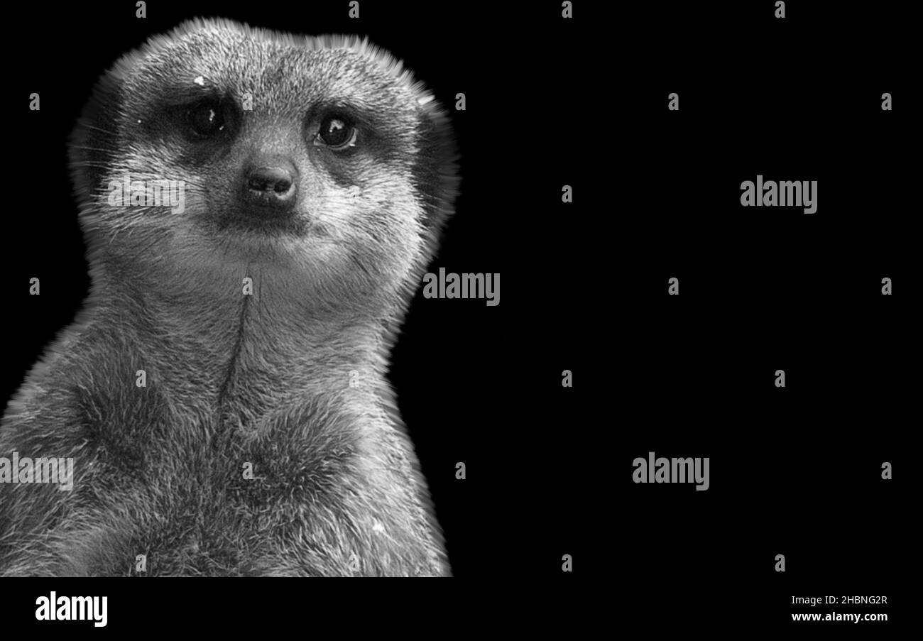 Cute Meerkat Looking Quietly In The Black Background Stock Photo