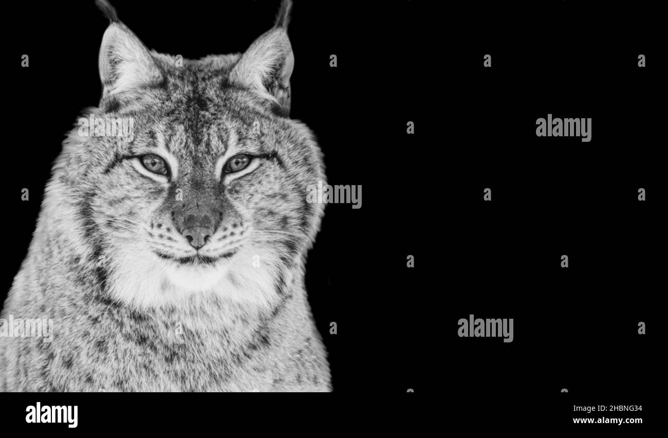 Dangerous Solitary Lynx Cat Closeup In The Black Background Stock Photo