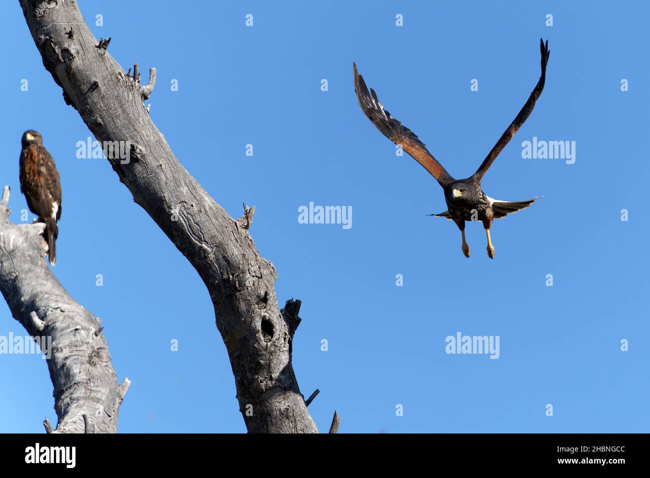 An eagle approaching its pair perched on a branch Stock Photo