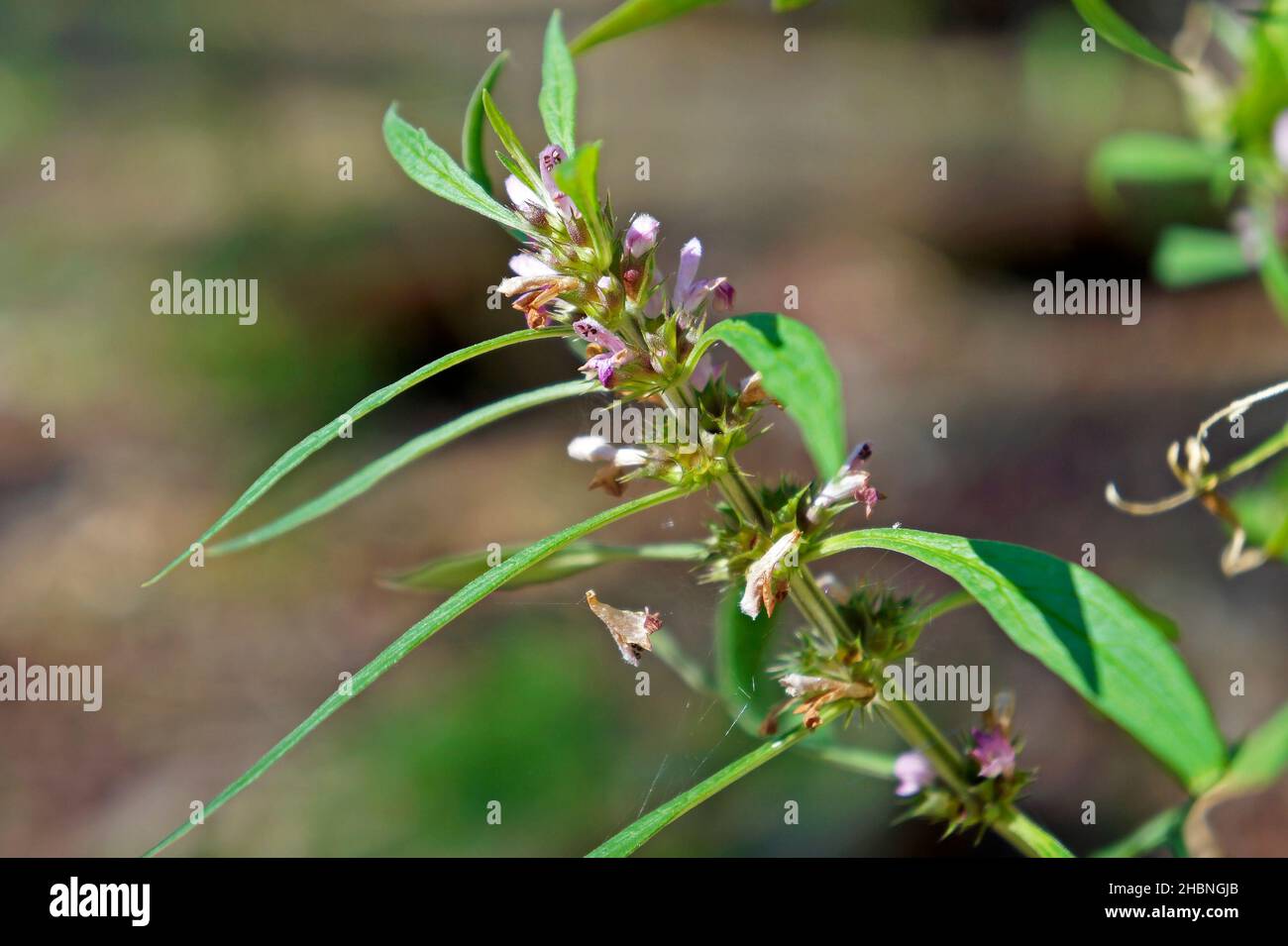 Honeyweed or Siberian motherwort flowers (Leonurus sibiricus), Rio Stock Photo