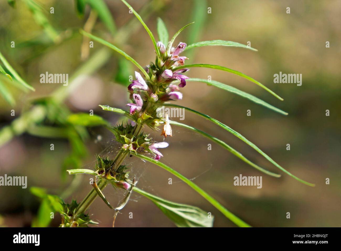 Honeyweed or Siberian motherwort flowers (Leonurus sibiricus), Rio Stock Photo