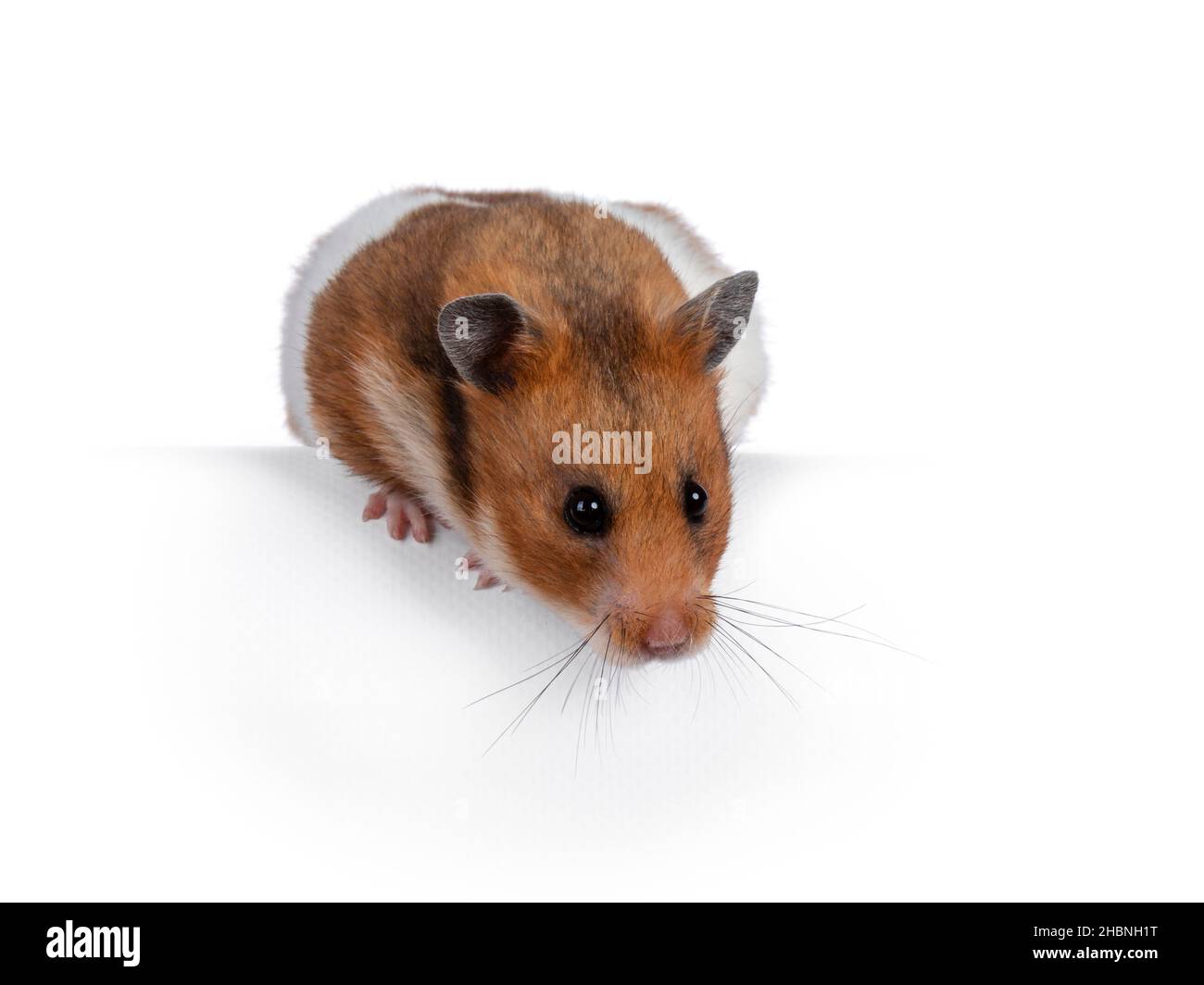 Cute Syrian or golden hamster, sitting on edge. Looking down straight away from camera. Isolated on a white background. Stock Photo