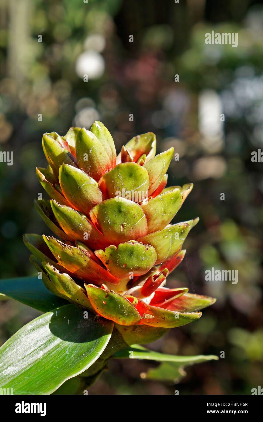 Medicinal plant flower (Costus arabicus), Rio, Brazil Stock Photo