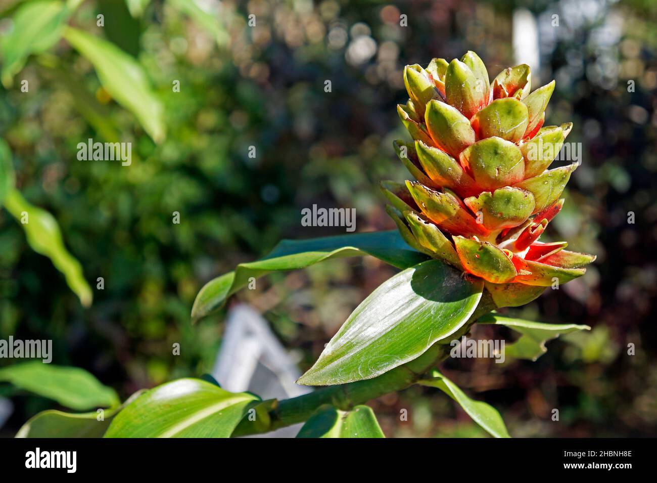 Medicinal plant flower (Costus arabicus), Rio, Brazil Stock Photo