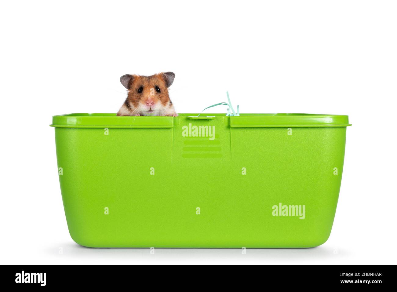 Cute Syrian or golden hamster, sitting green plastic travel box
