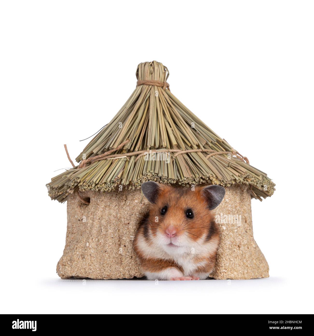 Cute Syrian or golden hamster, coming out of edible decoration house. Looking  curious to camera. Isolated on a white background. Stock Photo