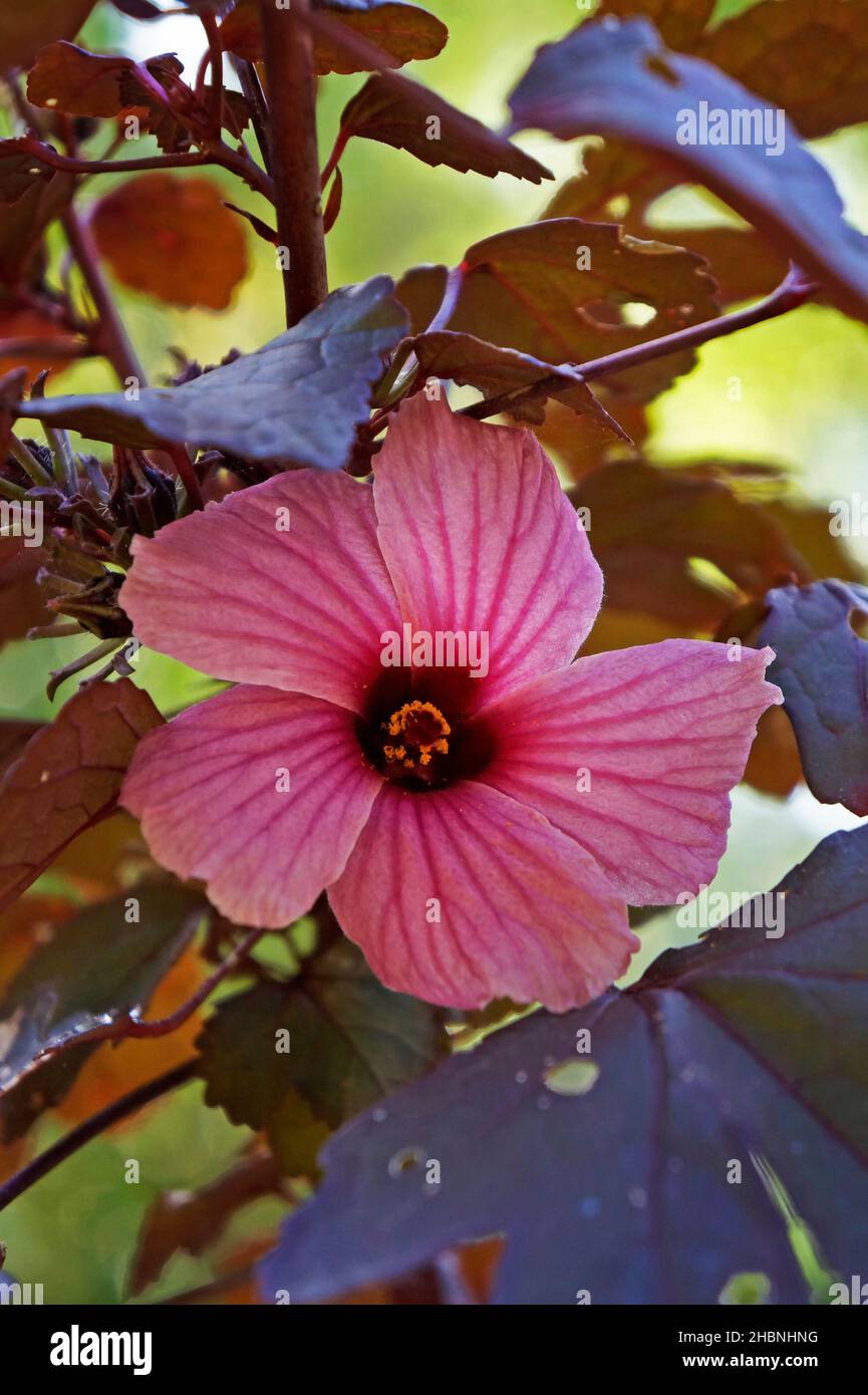 Cranberry hibiscus or African rosemallow (Hibiscus acetosella), Brazil
