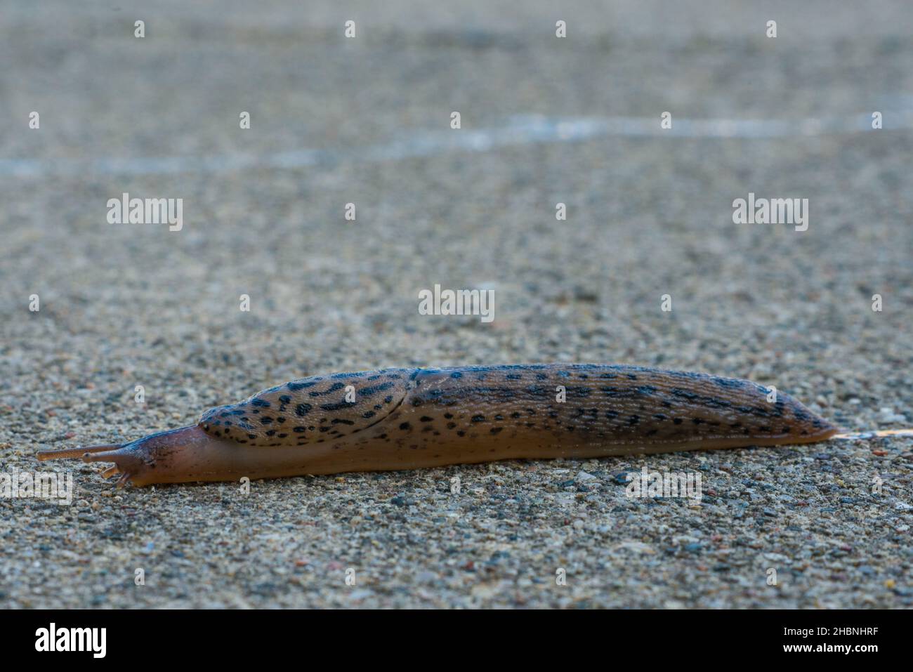A large Leopard Slug races across my concrete patio in Warren, Michigan USA. Stock Photo