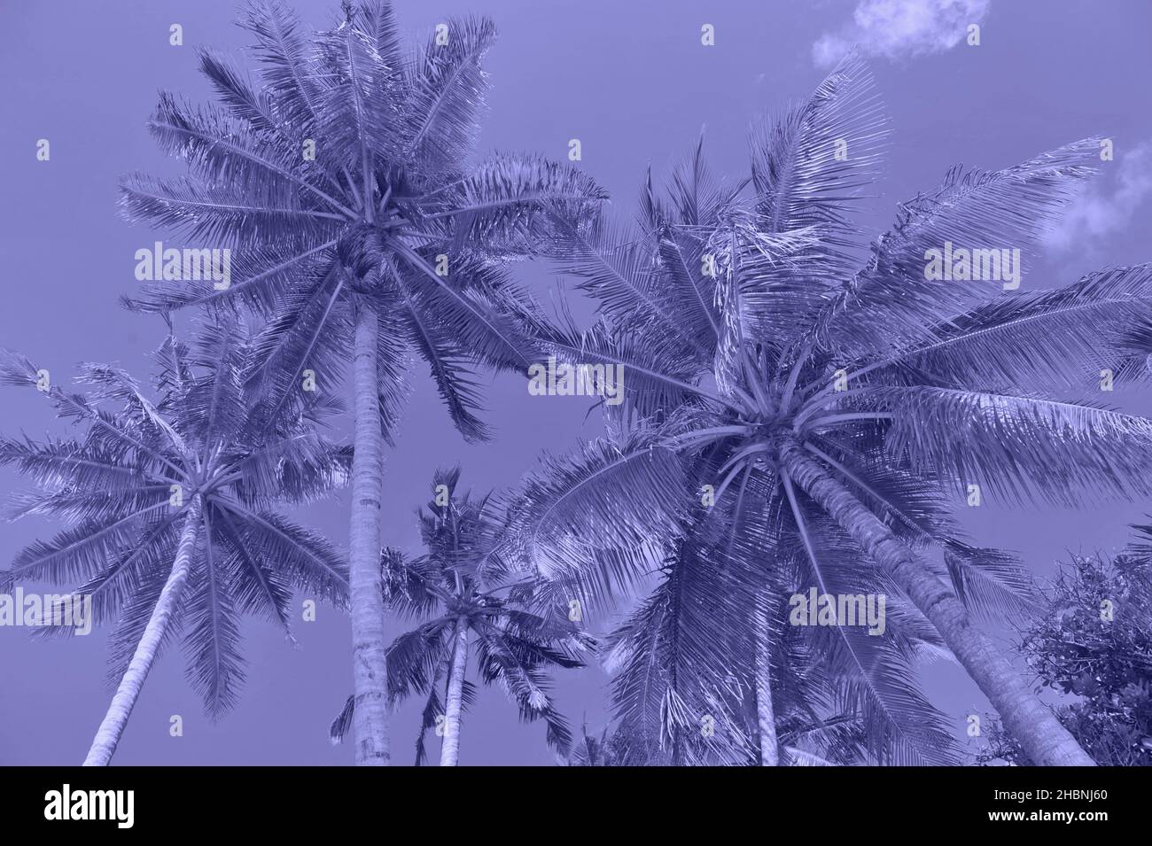 Palm trees. Summer nature background violet colored. Very peri color Stock Photo