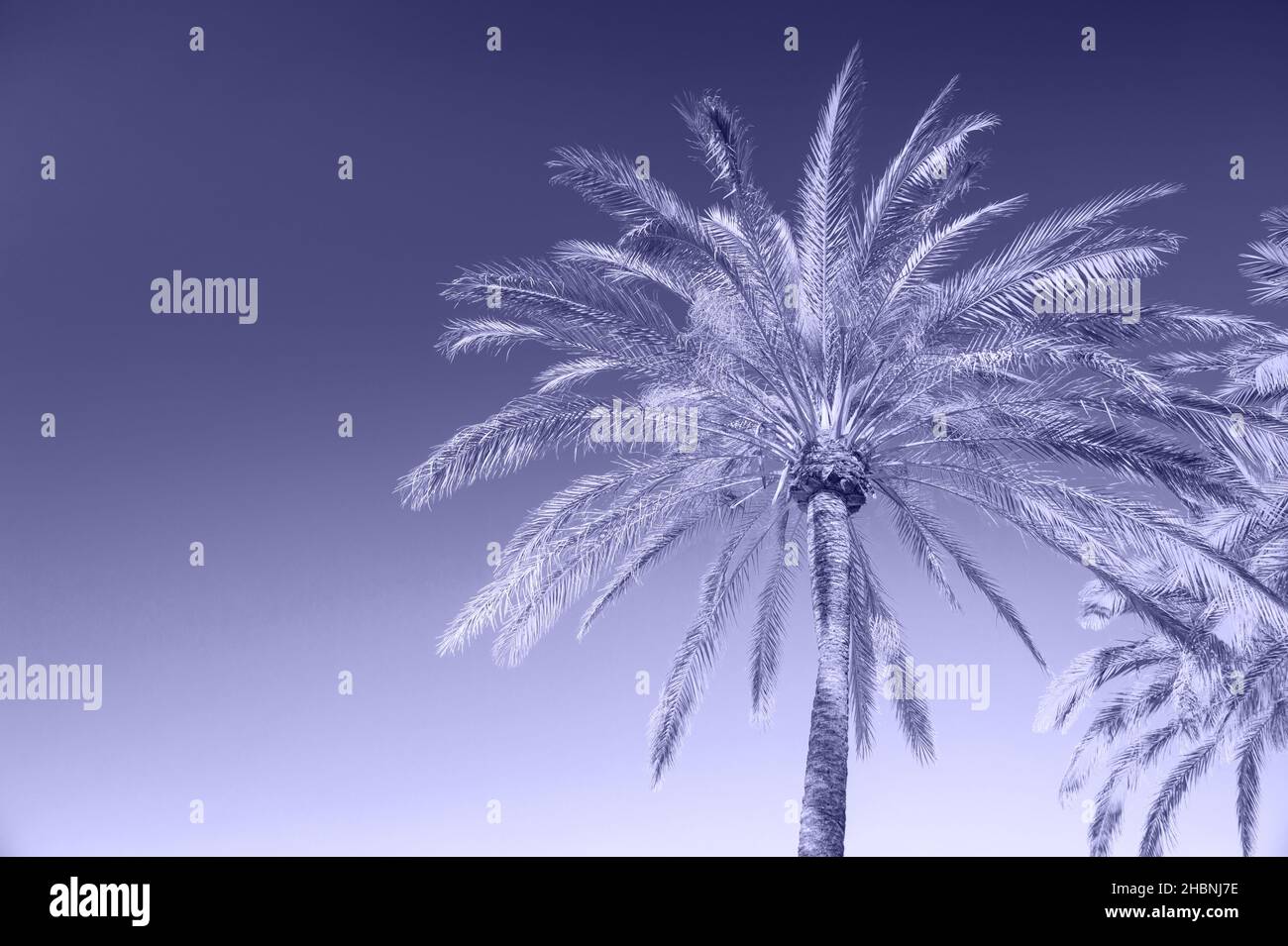 Palm tree against sunny sky violet very peri colored summer holidays background Stock Photo