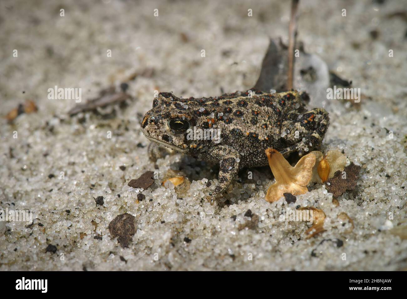 Closeup on a small juvenile Natterjack Toad, Bufo calamita, a rare and protected species crawling on sandy soil Stock Photo