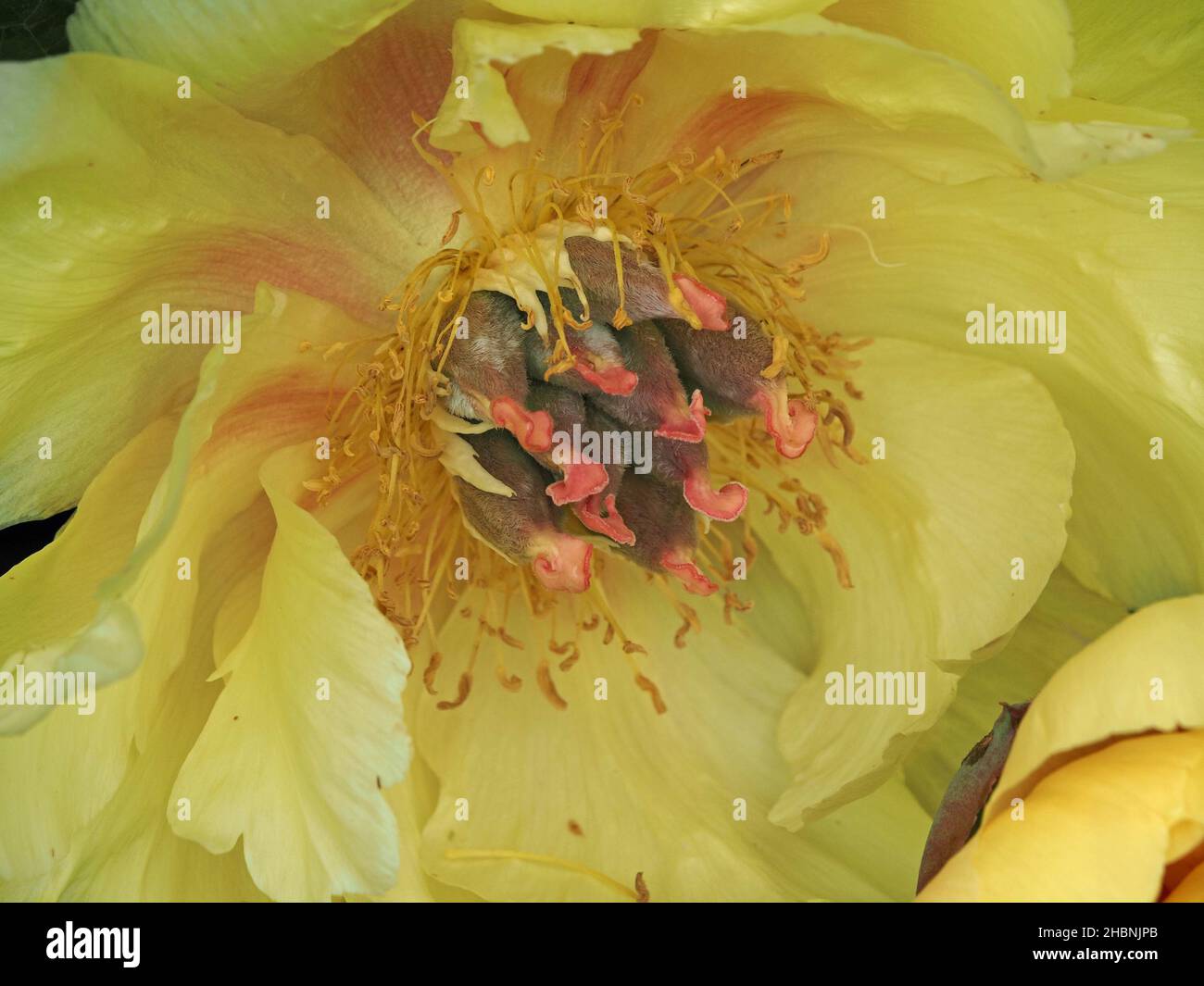 detail of exotic flower of cultivated yellow Peony (Paeonia sp) with pink tinge elaborate stamens and delicate petals in garden in Cumbria,England,UK Stock Photo