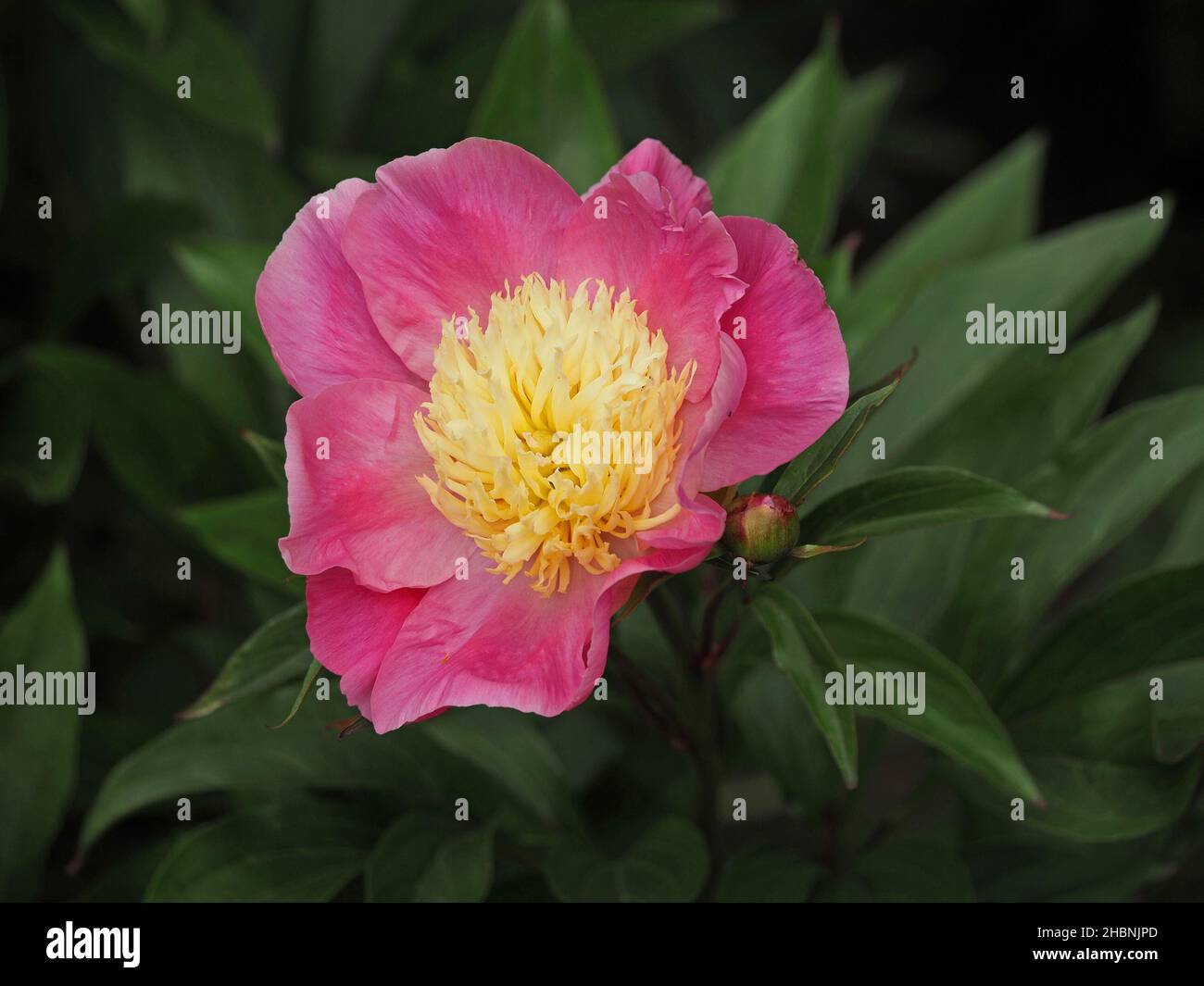 Exotic flower of cultivated Peony (Paeonia sp) with elaborate golden yellow stamens, delicate pink petals & green foliage in garden Cumbria,England,UK Stock Photo