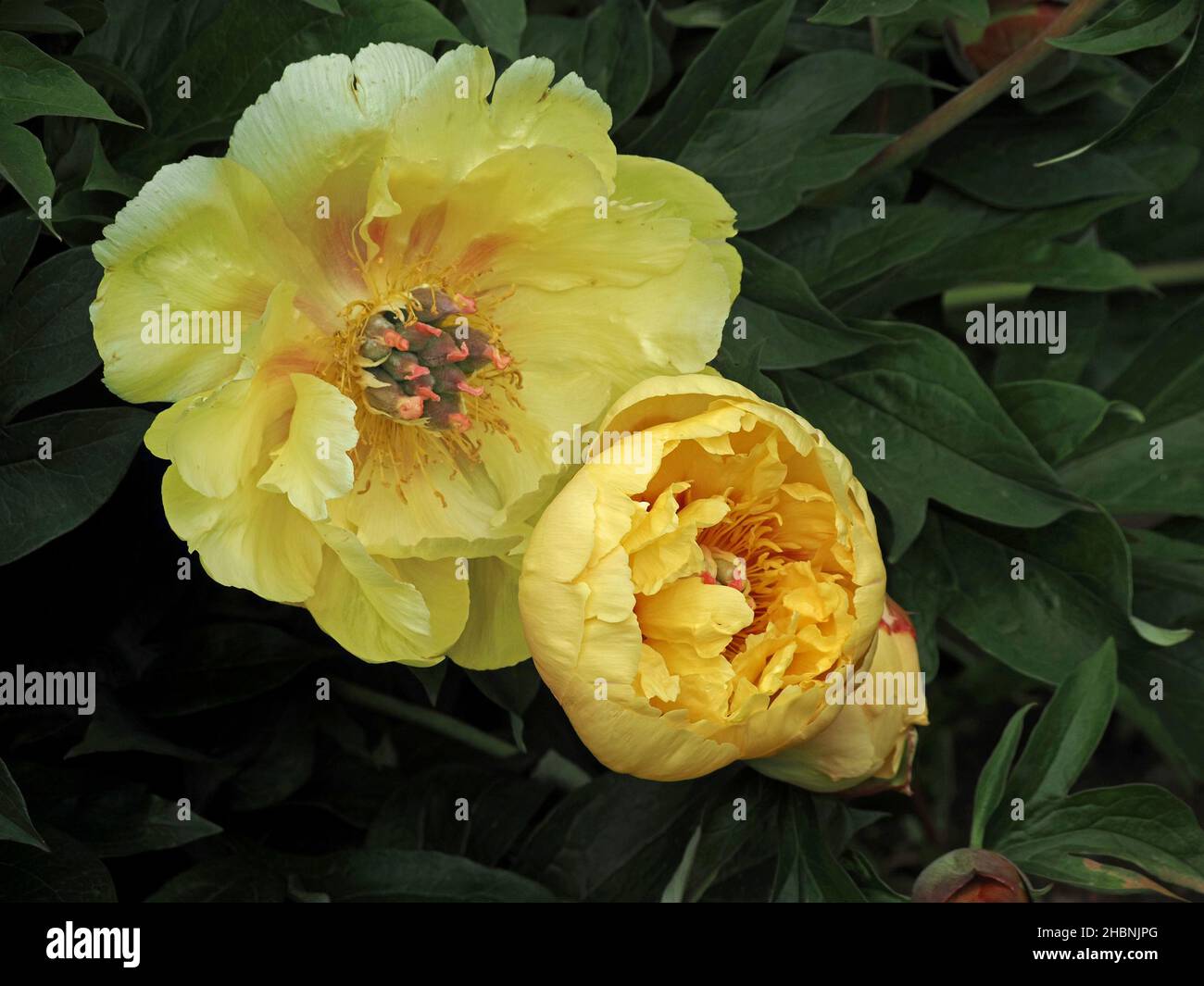 two 2 exotic yellow flowers of cultivated Peony (Paeonia sp) with elaborate stamens, delicate petals & green foliage in garden in Cumbria,England,UK Stock Photo