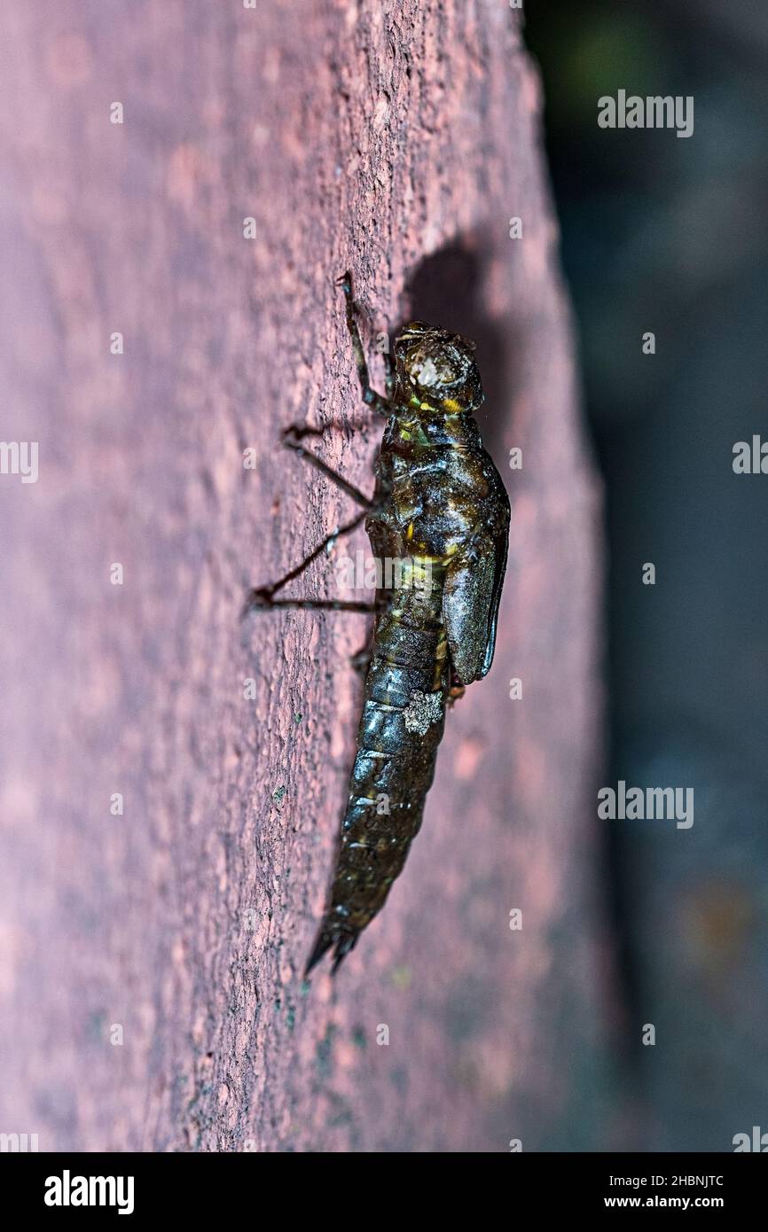 Anisoptera, or dragonflies, are one of the two classical infraorders of the Epiprocta suborder. Stock Photo