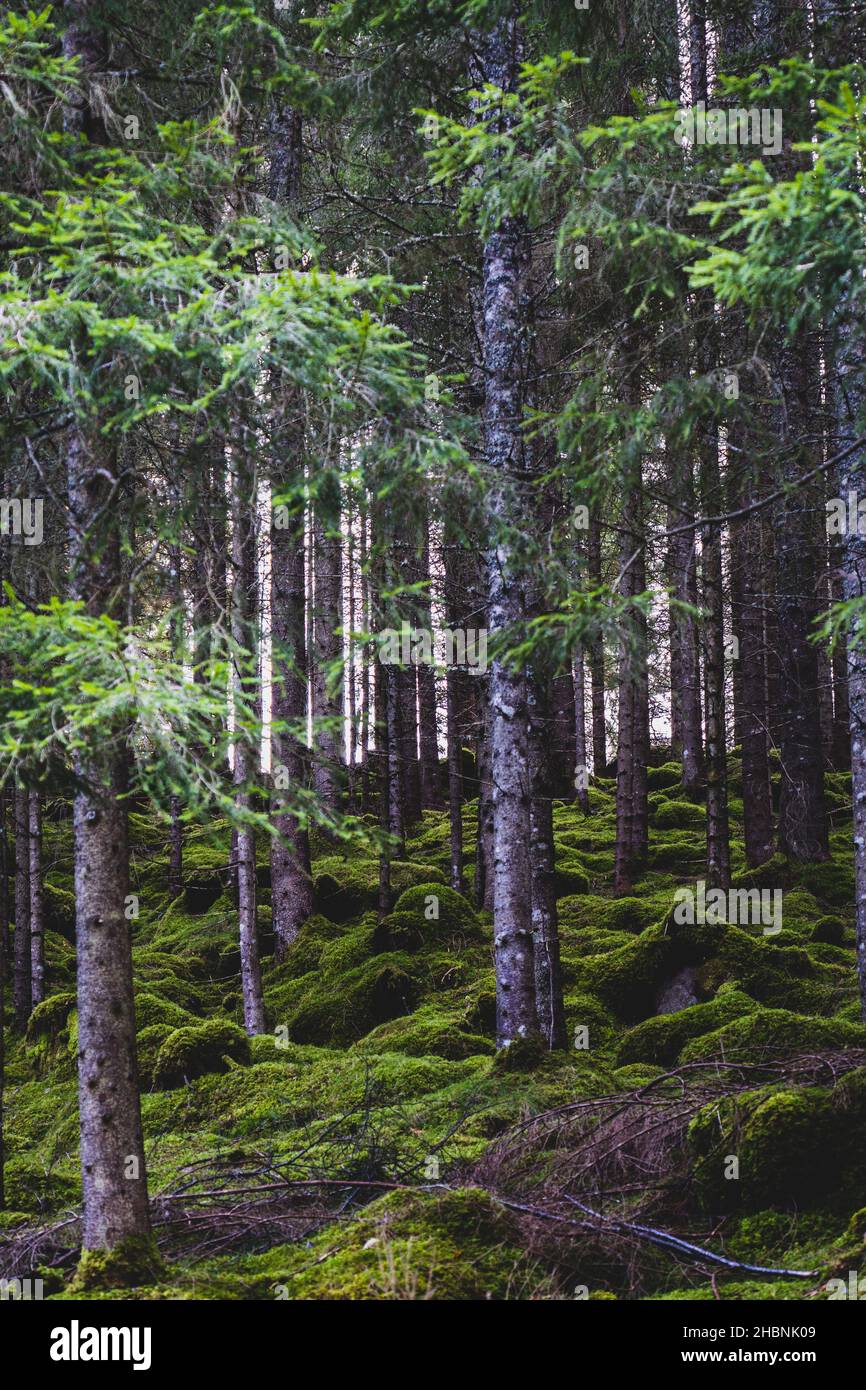 A vertical shot of tall trees in a forest with non-vascular plants in the land Stock Photo